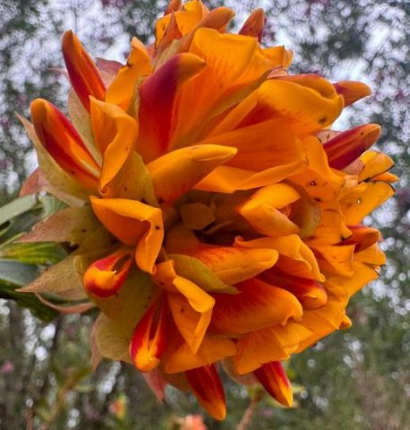Liparia splendens flowers 